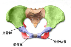 盆底康復(fù)知識科普，你的健康你做主