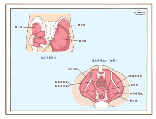 盆底訓(xùn)練儀是否可以清除盆腔內(nèi)的毒素？