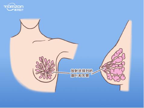 盆底康復(fù)治療儀能幫助女性乳房哪些問題？