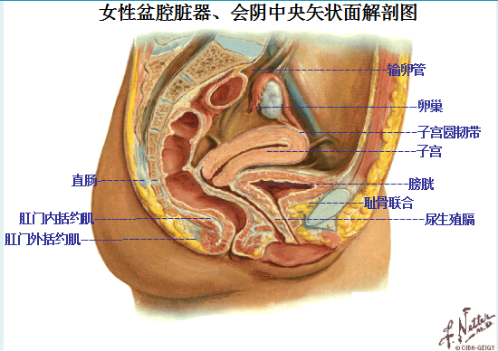 產(chǎn)后盆底康復治療