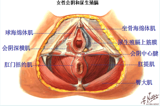 盆底肌修復(fù)治療