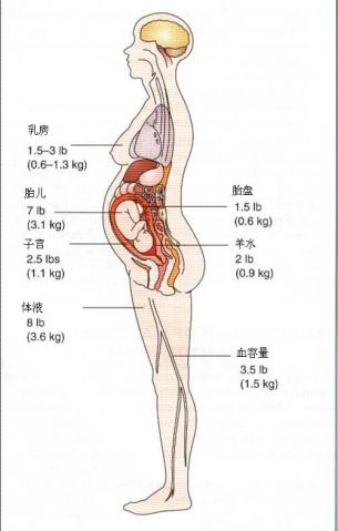 盆底肌康復(fù)